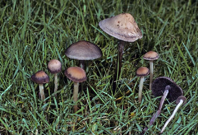 Panaeolus subbalteatus